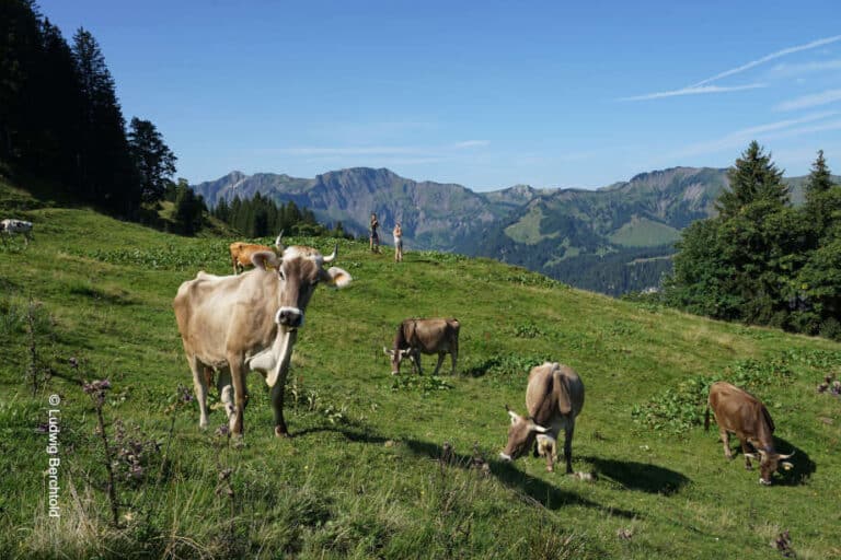 Kühe auf einer Wiese, im Hintergrund Berge